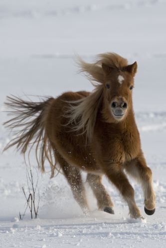Shetlandský pony.JPG