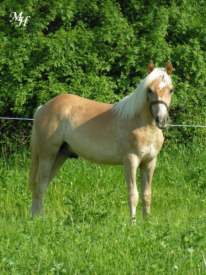 Haflinger.jpg